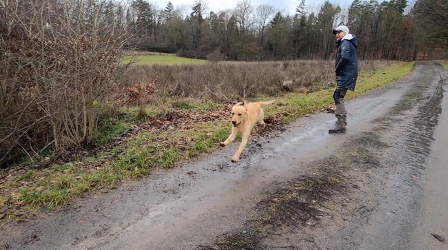 Parameter im Hundetraining