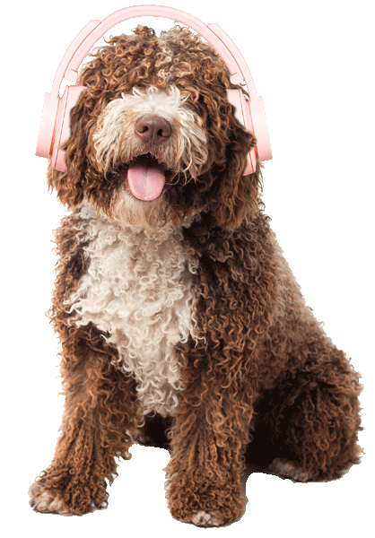 GutGemacht der Podcast für Hundebesitzer:innen