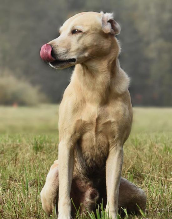 Byron , Labrador Retriever