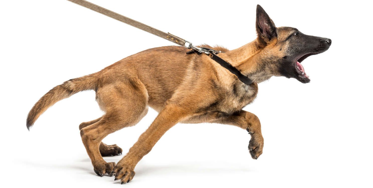 Hund zieht an der Leine