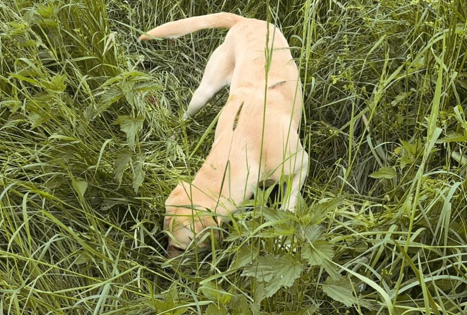 Byron kleine Suche im Feld