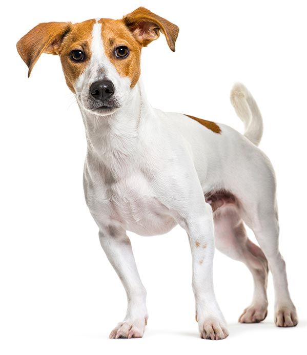 der gute Rückruf, @lifeonwhite, Eric Isselee, stock.adobe.com