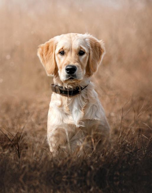 Rückruf klappt, @Ekaterina Kikot, stock.adobe.com